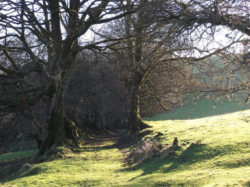 Swallow Barn Llanwrtyd Wells Rum bild